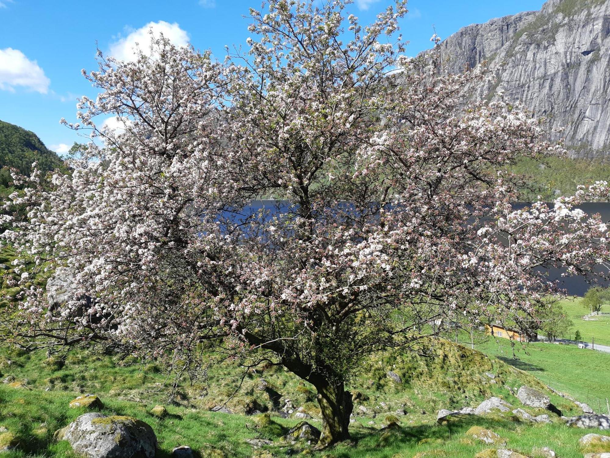 Hytte Ved Preikestolen Forsand Екстер'єр фото